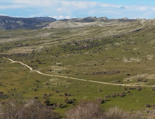 El descanso del pasto en Urbasa y en Andía: medida para una gestión sostenible
