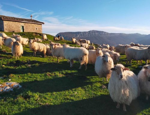 Vuelven los cencerros: el ganado regresa a las sierras